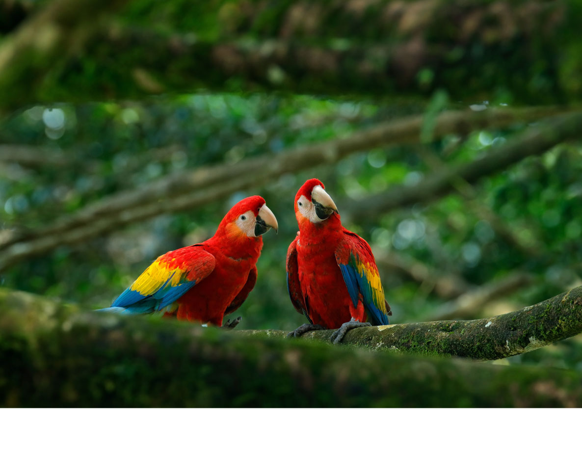 毎朝100羽以上の美しい虹色の鳥が集まる家