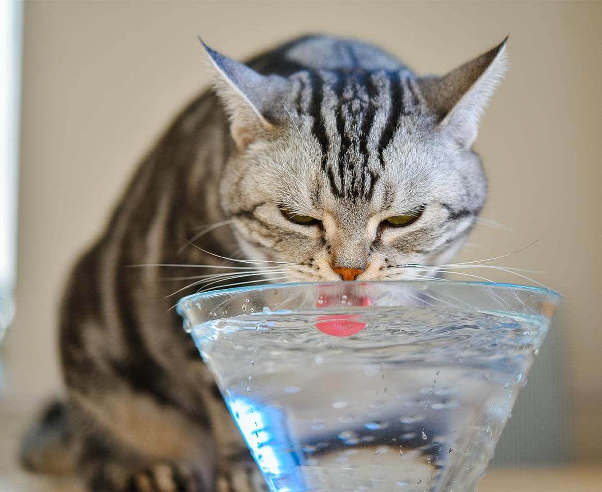 高価な給水器はイヤ？猫の水飲みの意味不明なこだわり