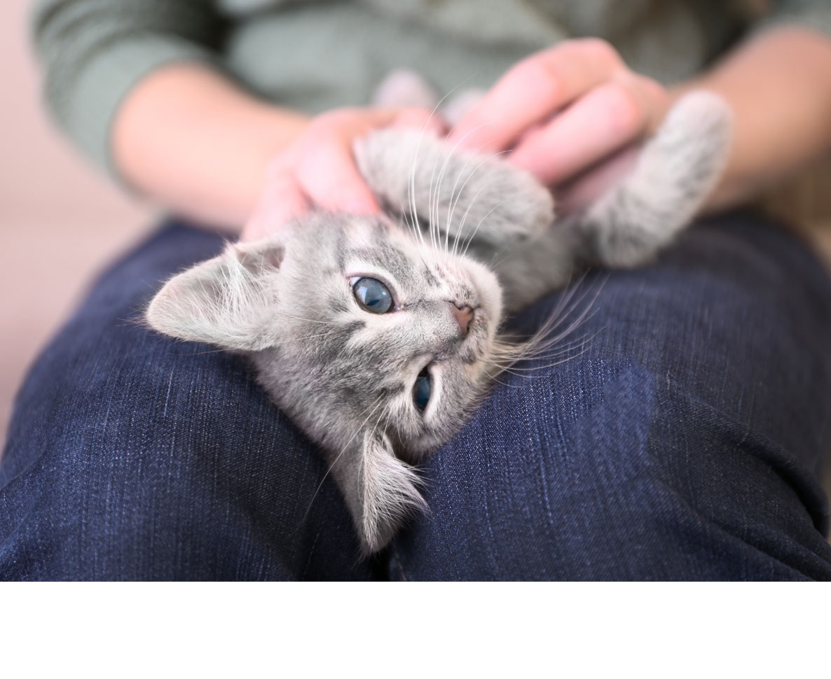 うちの猫はなんで噛むの？専門家の見解