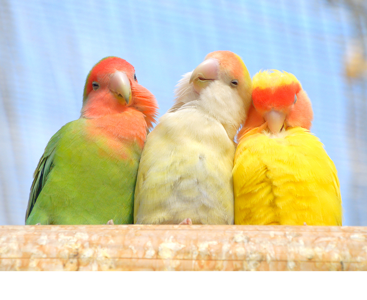 無責任な飼い主が138羽のインコを保護施設に押し付ける