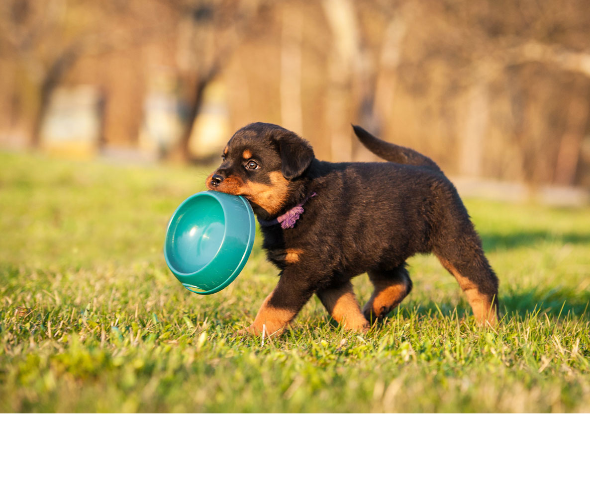 一体どこから？餌の時間になると飼い犬が1匹増えている