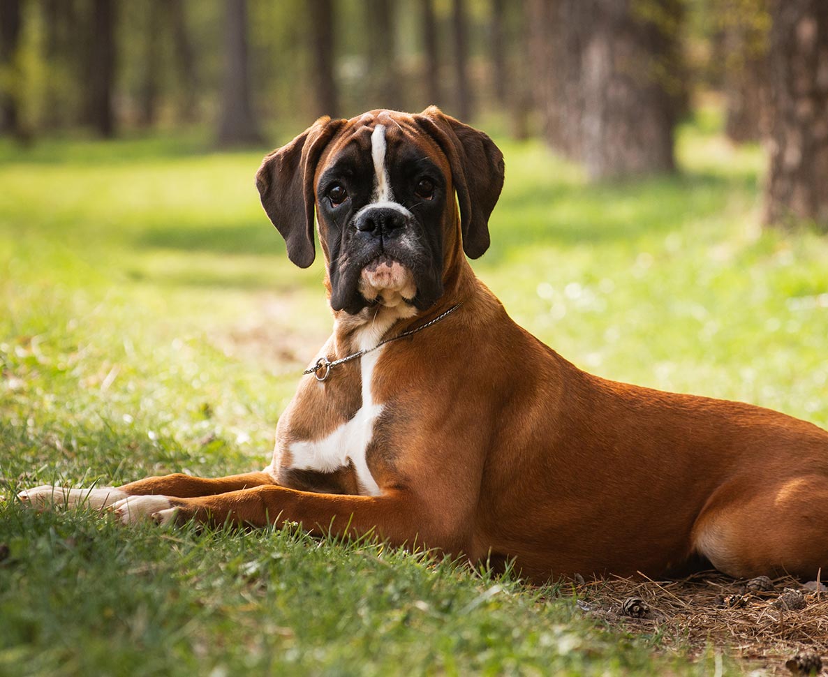 無愛想だった元保護犬にできた小さな友達とは？