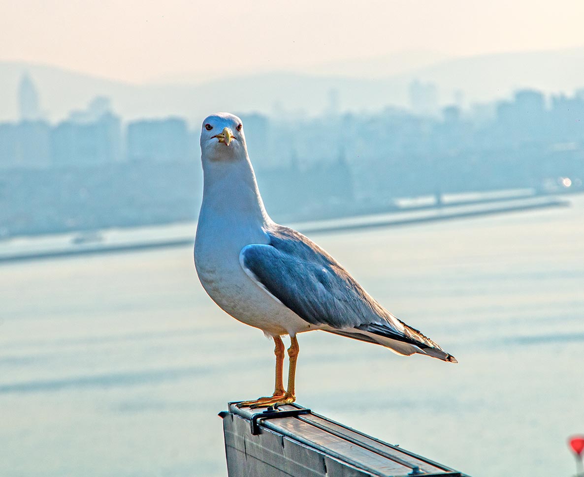 街のカモメが食べ物がほしくてしたびっくり行動