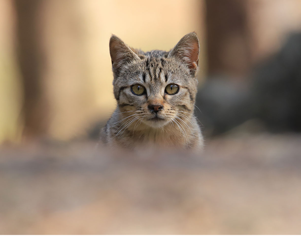 中国からアメリカに渡ったコンテナ船から猫を救出