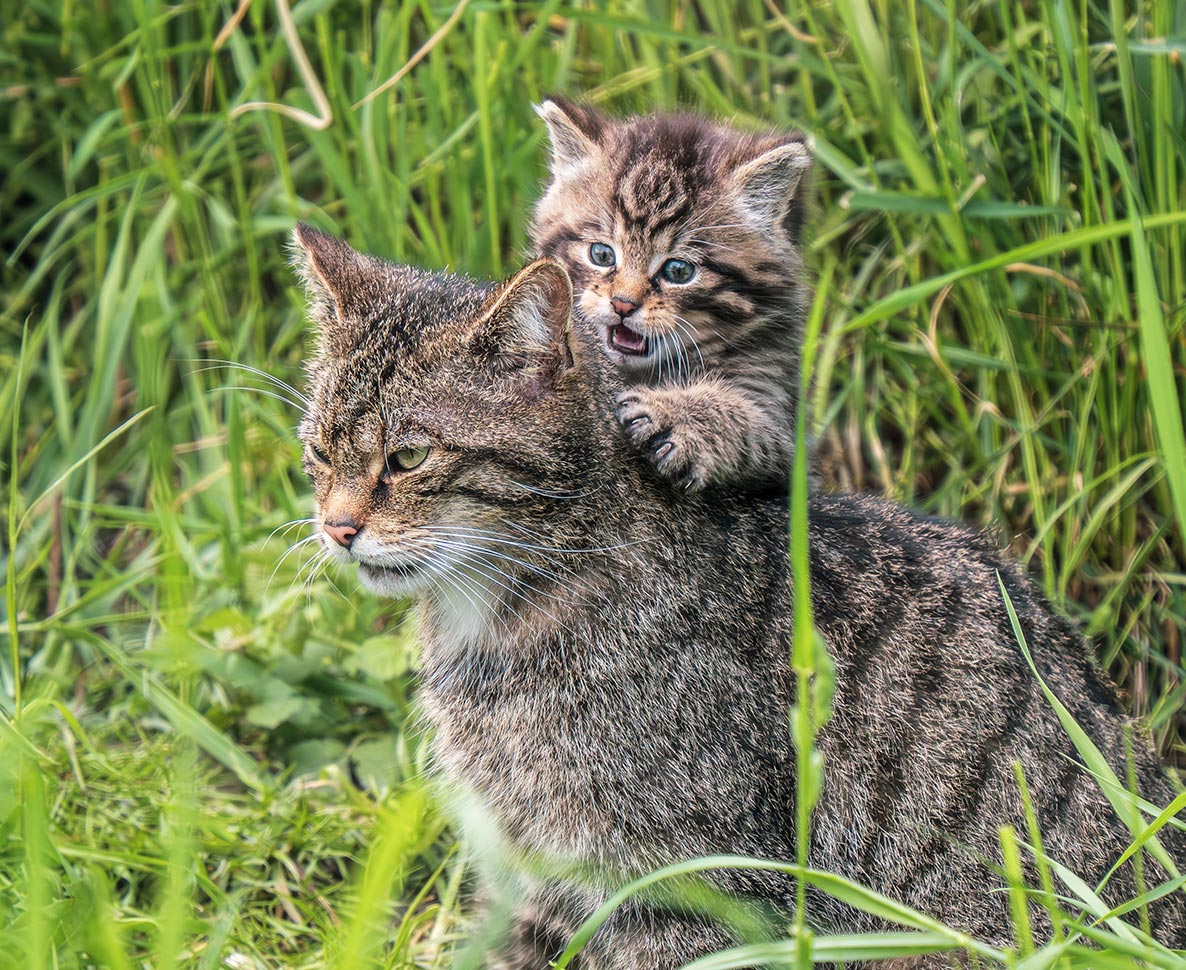 嵐で保護した猫が、じつは普通の猫じゃなかった