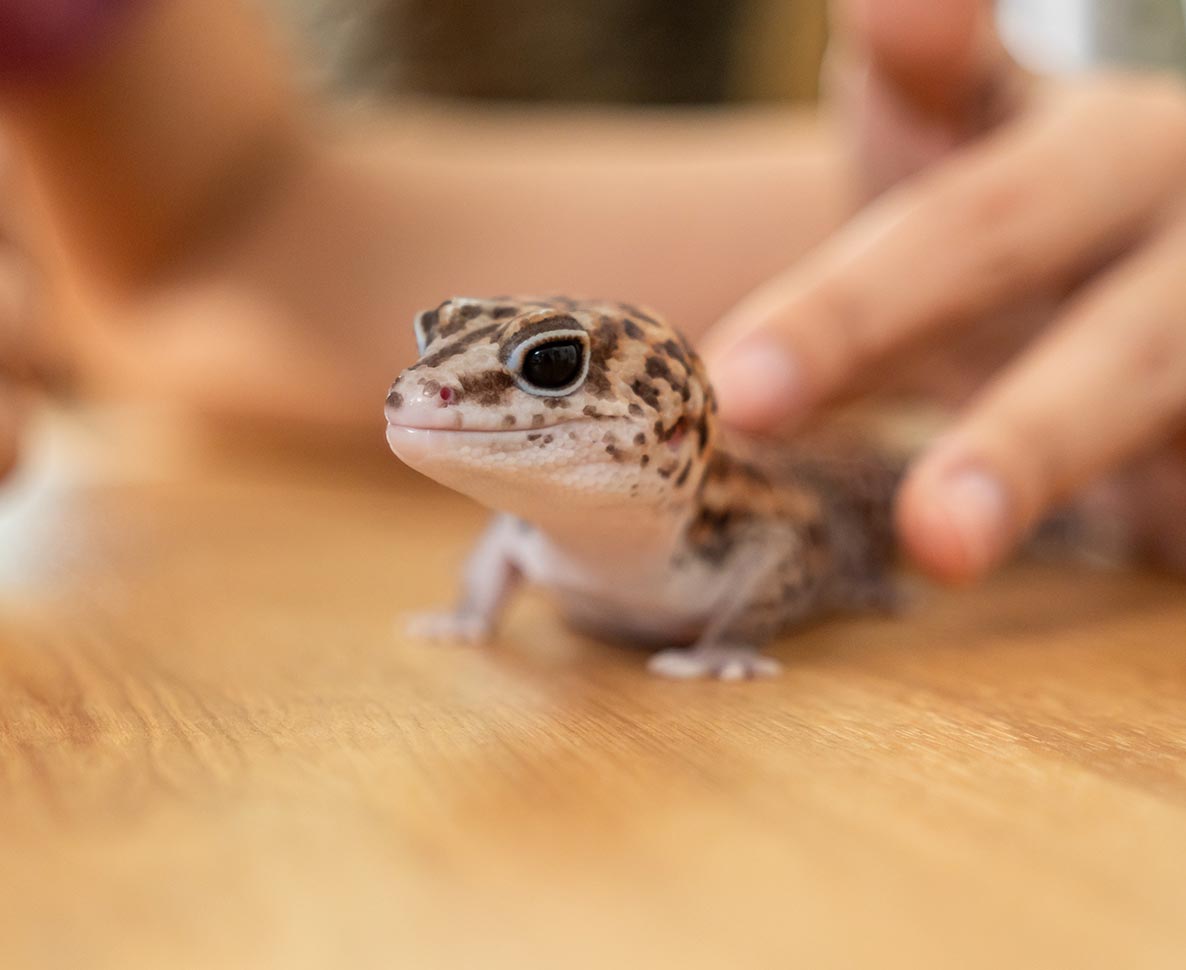 ペットのヤモリでサルモネラ菌感染？