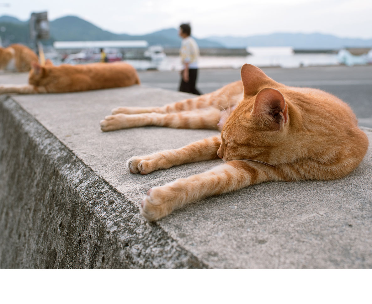 猫はなぜコンクリートが好き？