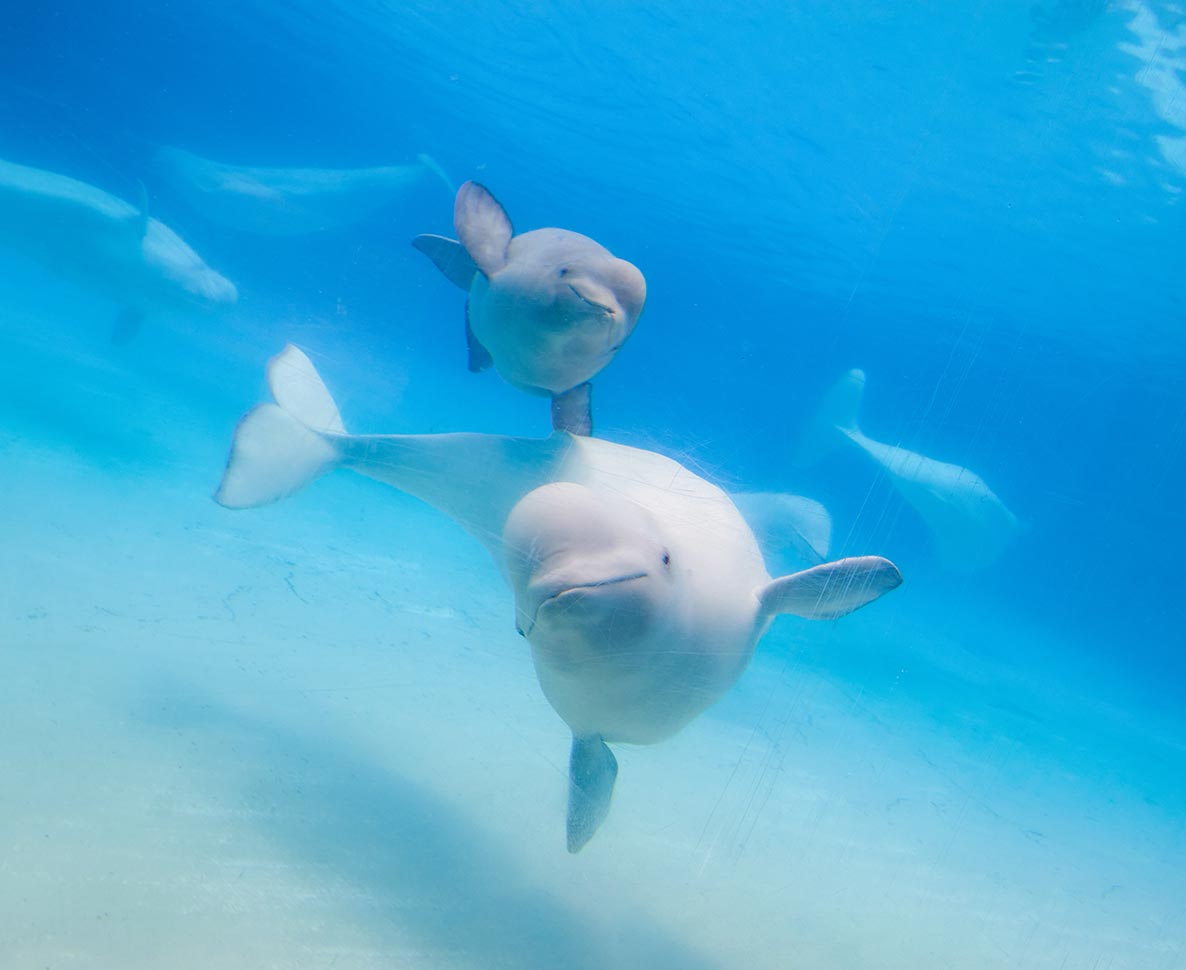 中国の水族館でシロイルカが飼育員を噛む