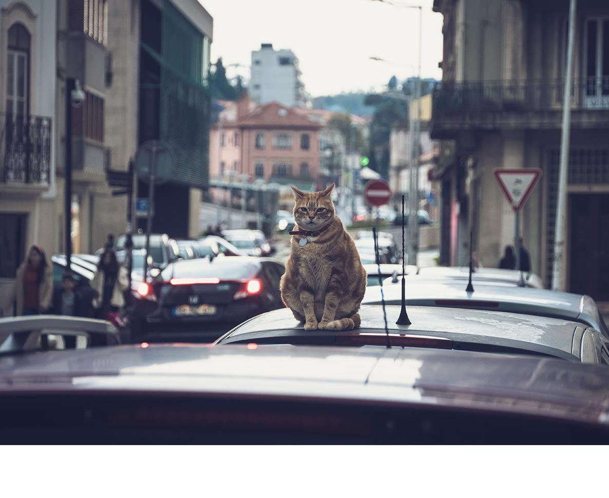 ウソでしょ！？家族旅行に出かけたら、飼い猫が車の屋根に乗ってた