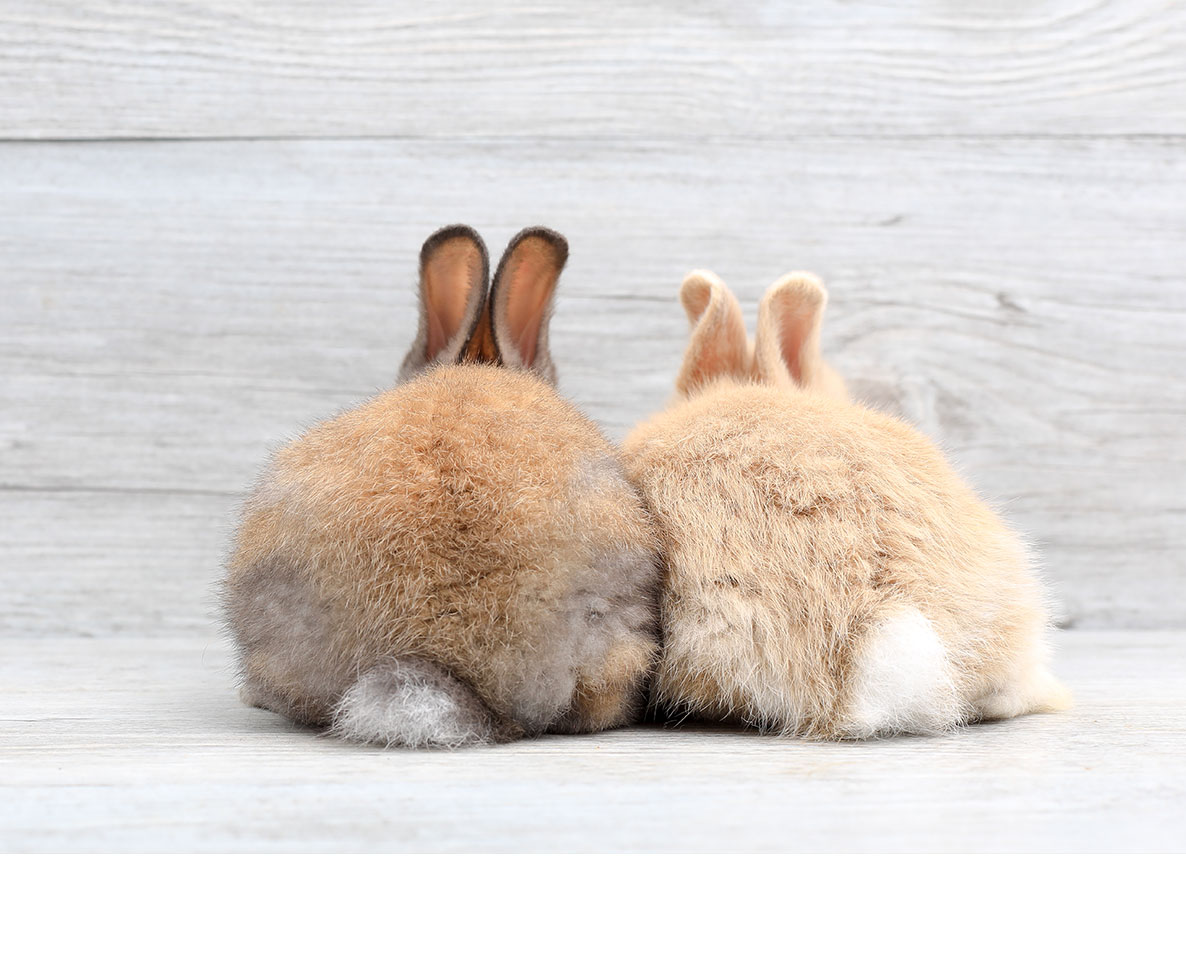 生まれつき耳のないうさぎに耳をプレゼントしたら...