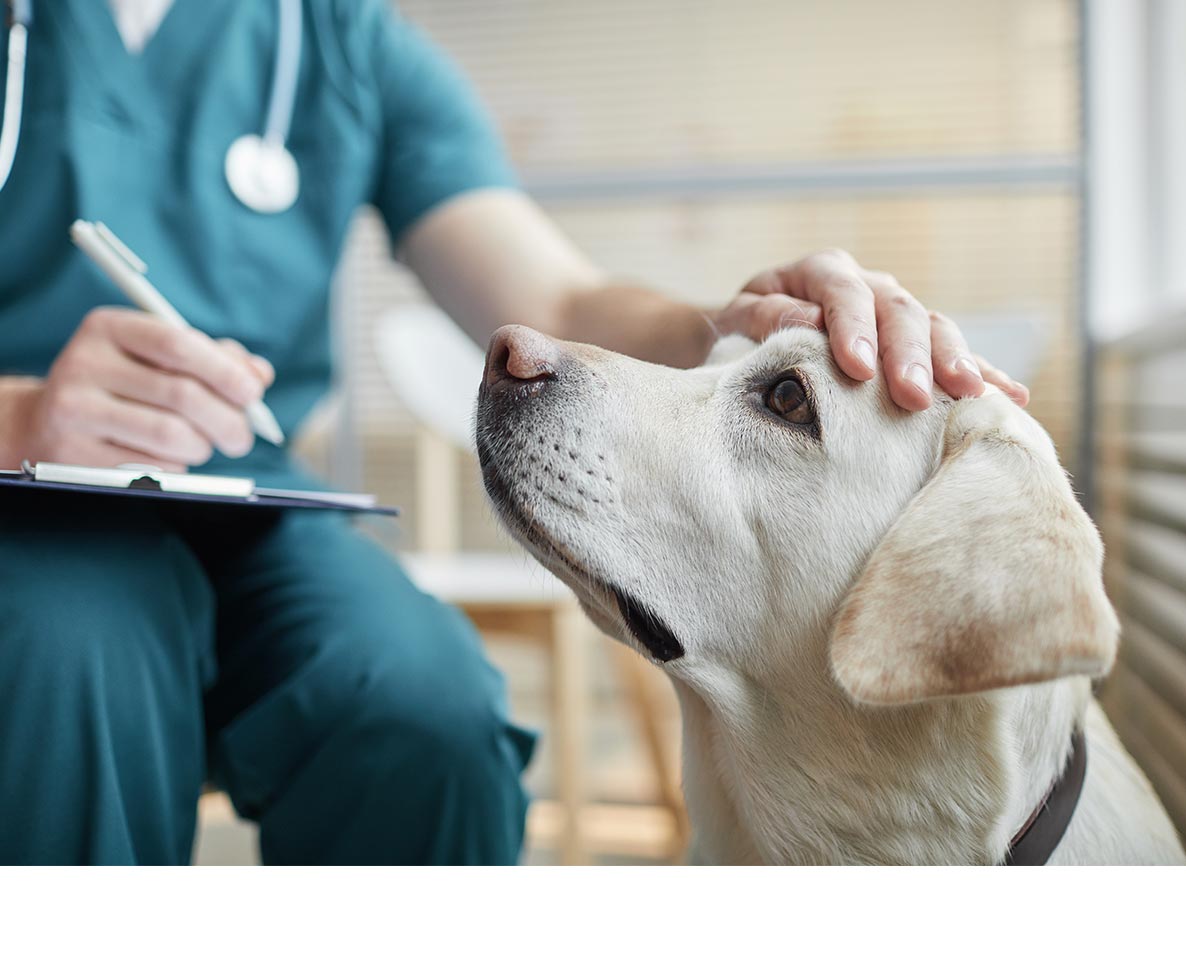 動物病院は治療費の料金リストを公開すべき?