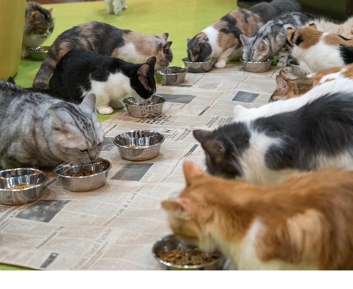 餌付けしていたノラ猫が凶暴化し老夫婦を襲撃！その理由は？