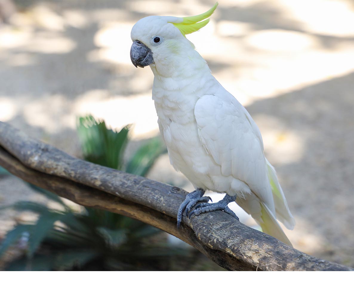 6日ぶりに戻った飼い主に「I love you!」が止まらないオウム