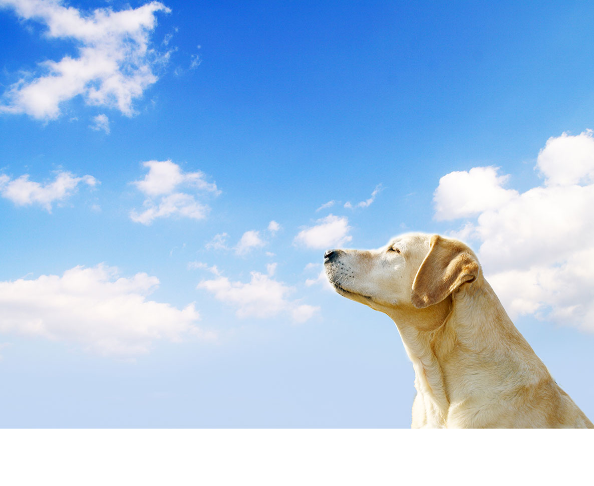 保護施設に戻された犬が飼い主を待つ姿が悲しすぎる