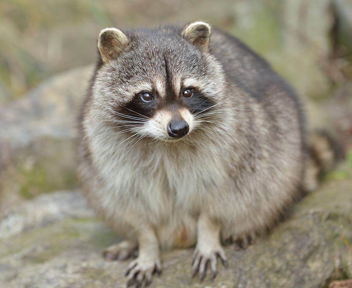 アライグマは人間に近づくために顔をかわいく進化させてる？