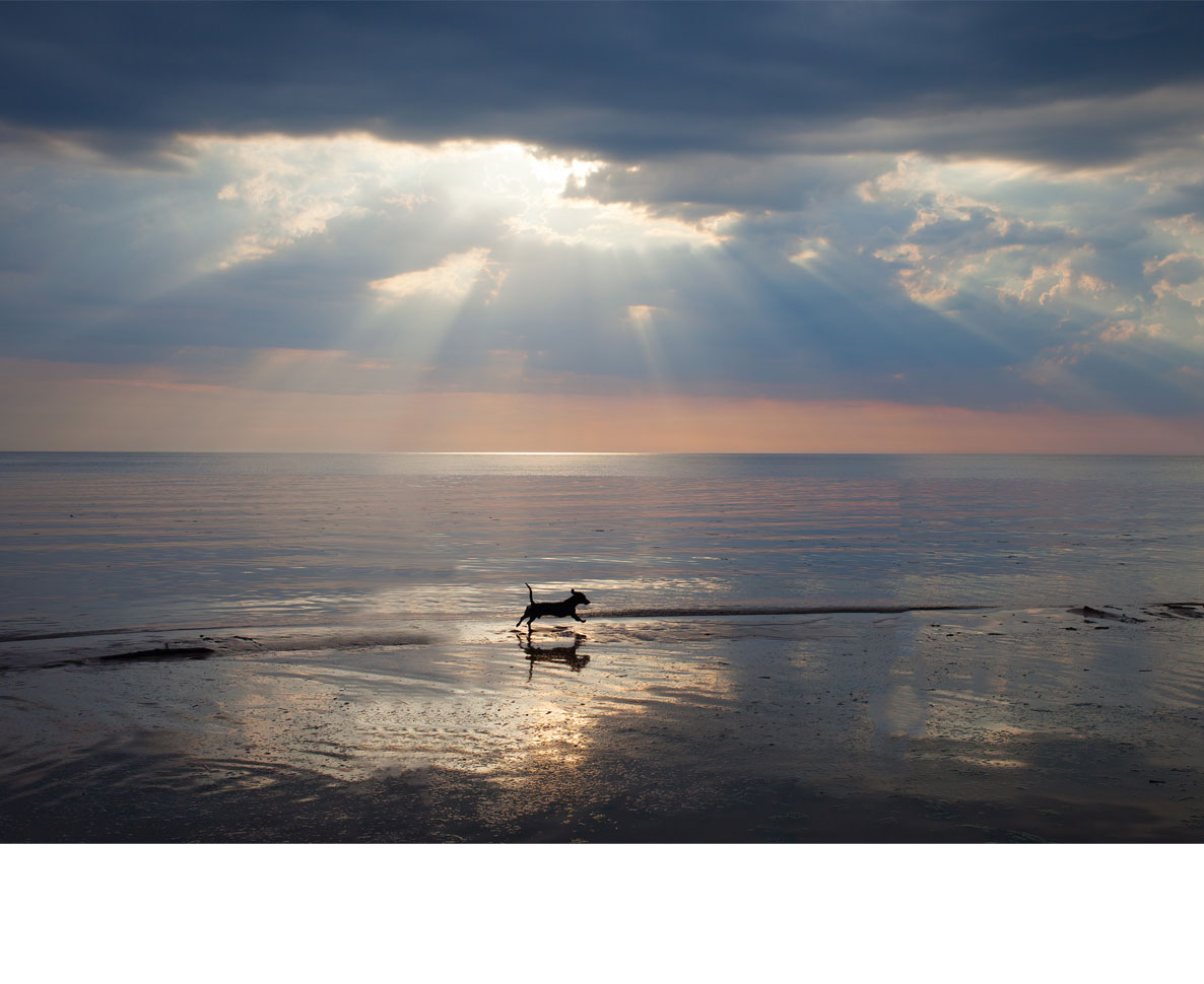 サーファーが海で犬を発見。奇跡が重なり救助に成功