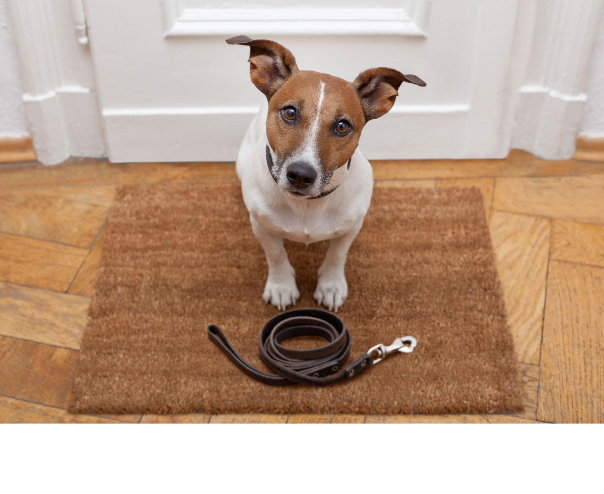 犬なしで犬の散歩？ドイツで増える「妄想」飼い主たち