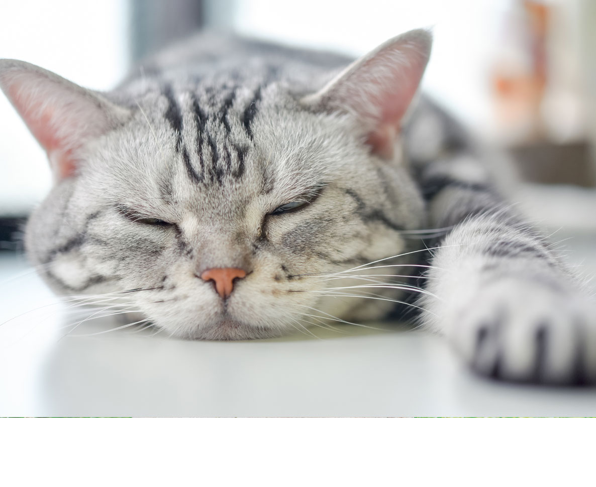 ヒト用の糖尿病新薬、ぽっちゃり猫にも効果あり？