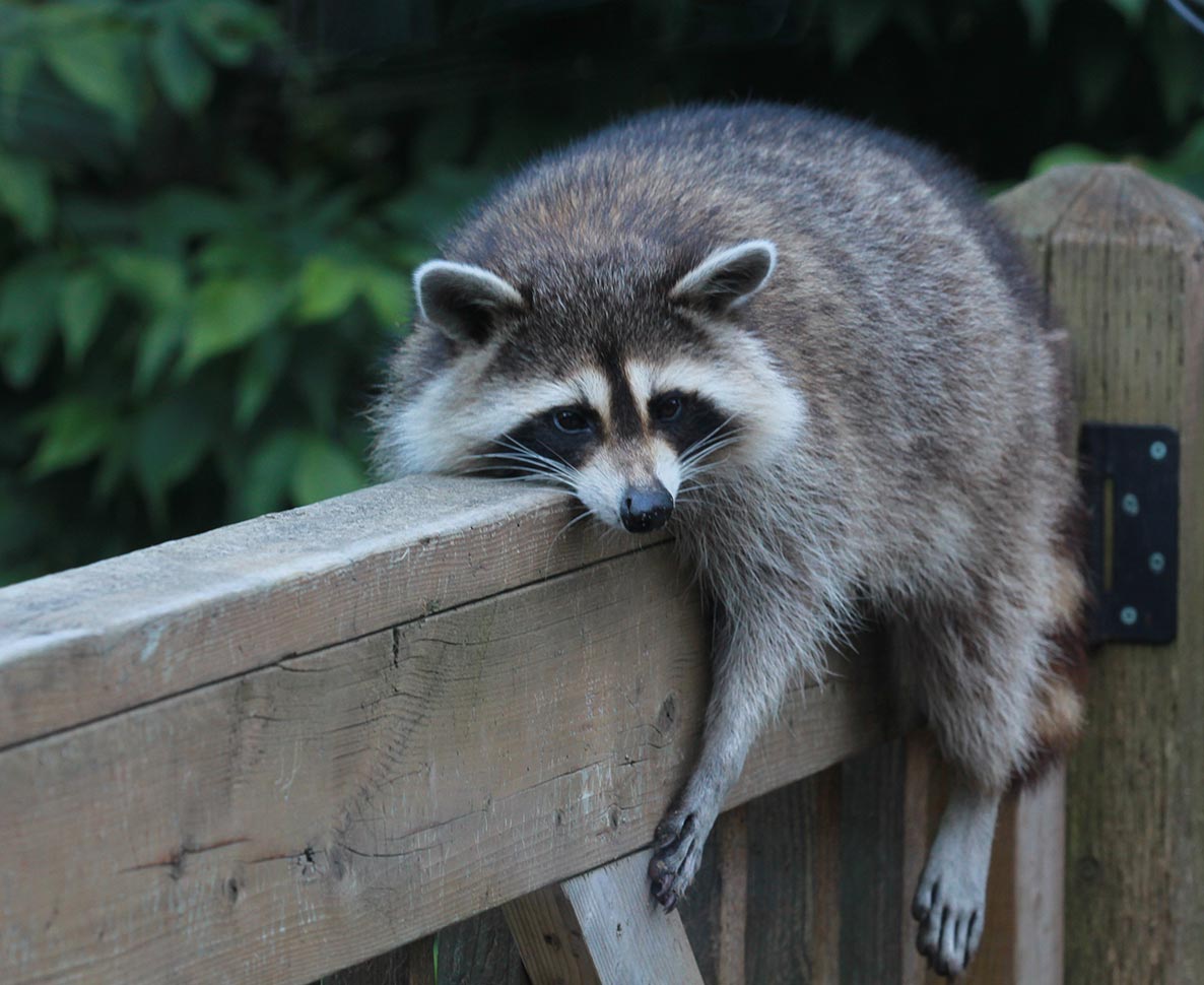 酒に酔ってトイレで倒れていたアライグマは前科ありの問題児