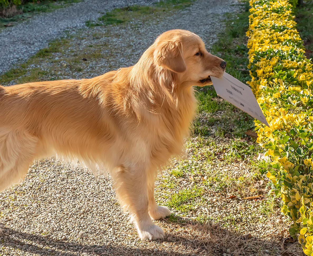 カメラに映った動物愛。多忙でも猫にあいさつする配達員が素敵