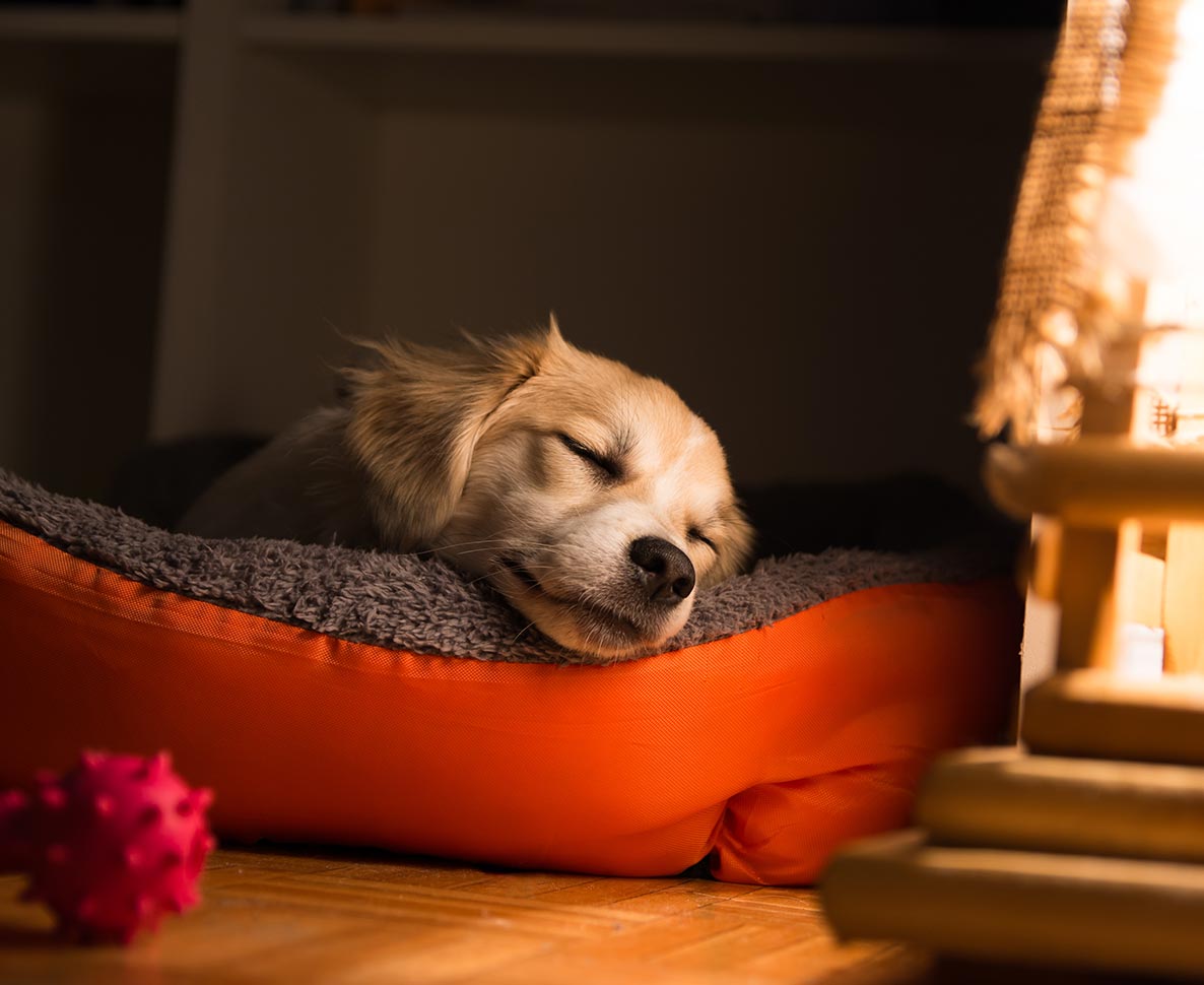 ドラマ観たいけど、愛犬が「もう寝る時間だよ」