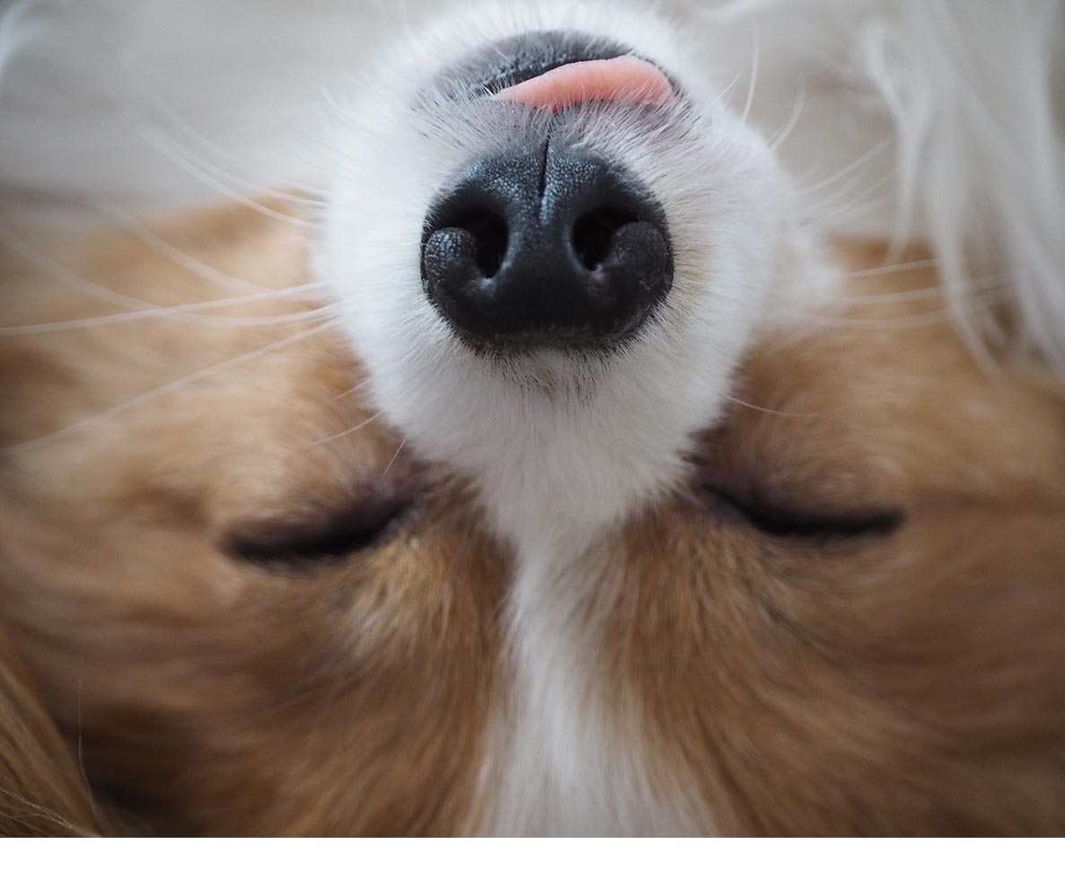 犬用ドアをつけたら、隣の家の犬がベッドで寝てた