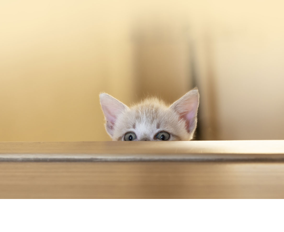 初デートで彼の家へ。猫への親切行動のつもりが大失敗