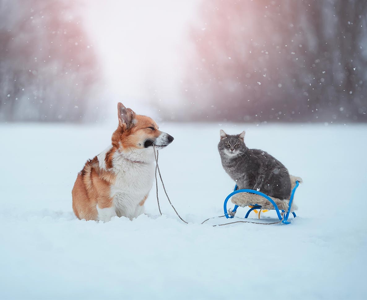 まるでマンガみたい！ソリに乗って雪を楽しむ猫
