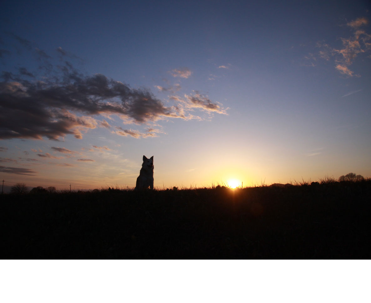 スペインの列車事故で行方不明になっていた犬が飼い主と再会