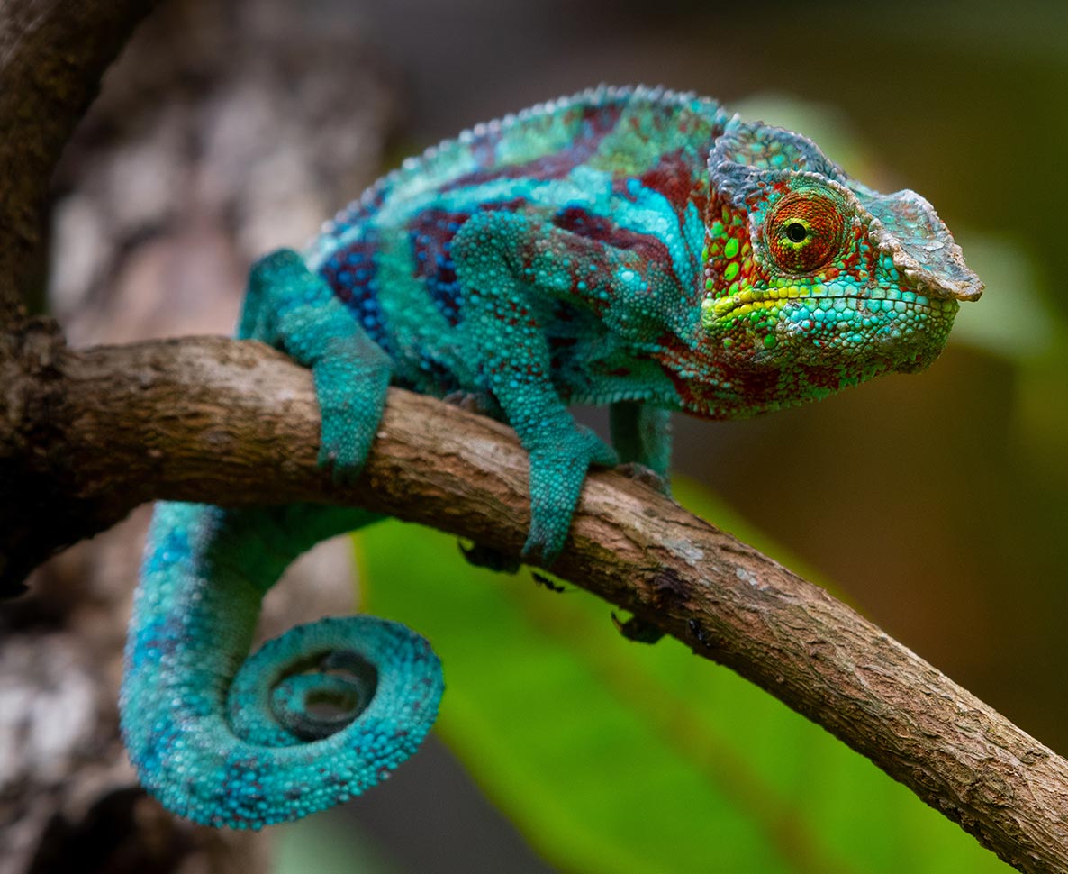 憧れのカメレオンを飼い始めたら、私生活が激変