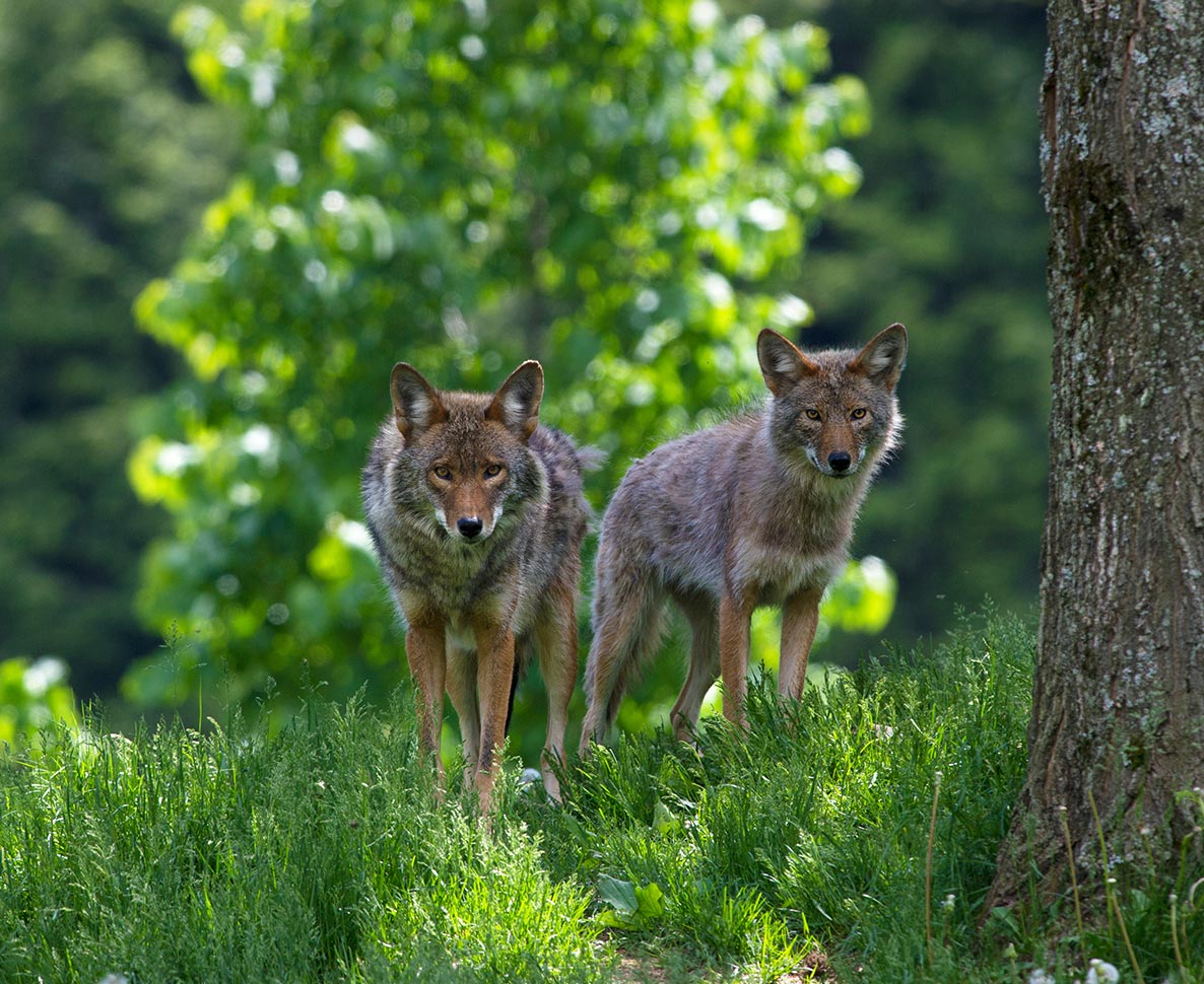 コヨーテに襲われ生き延びた猫。半年の隔離を終えてパーティの主役に