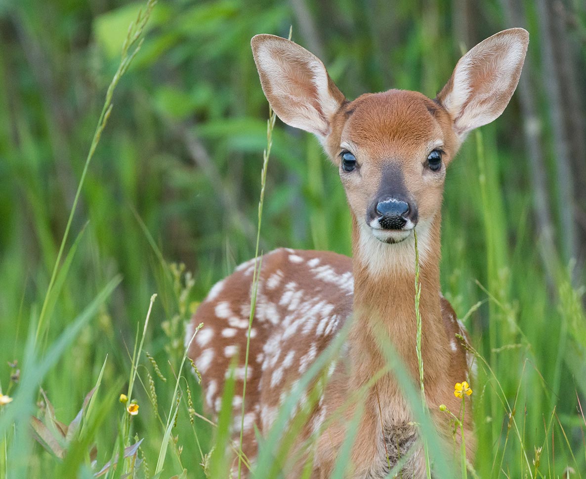 窓越しの友情が尊い。飼い猫と野生のシカが仲良しに