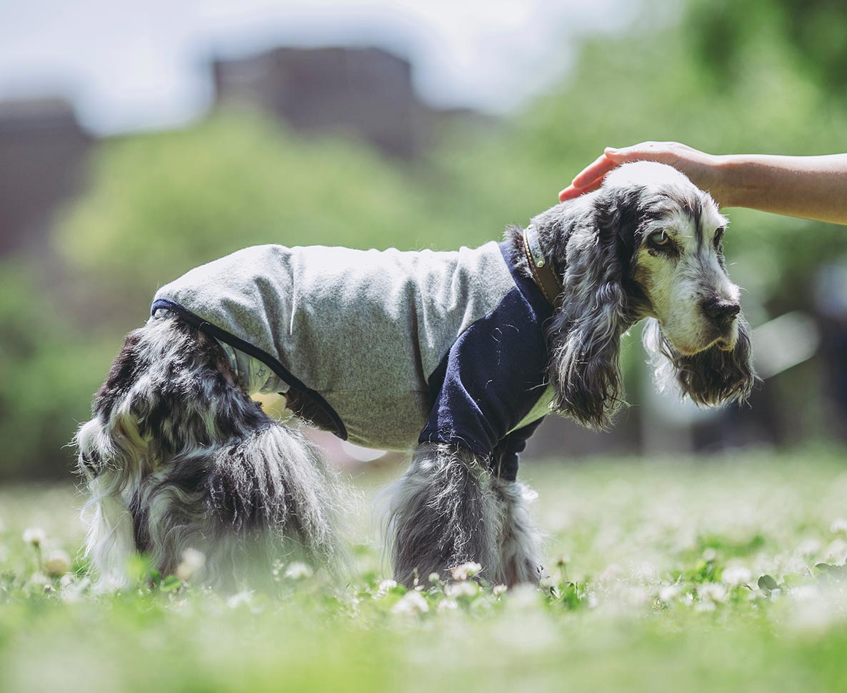 ゴミ置き場で捨てられ生き延びた老犬に救いの手を