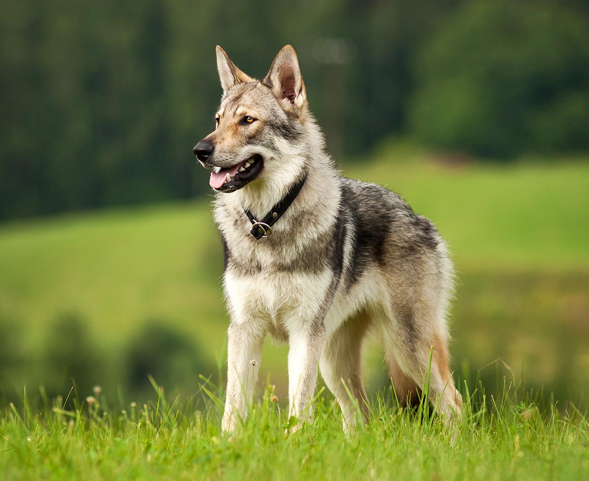 「なんで犬が？誰の犬？」オリンピックでレースに乱入した犬の飼い主が弁明