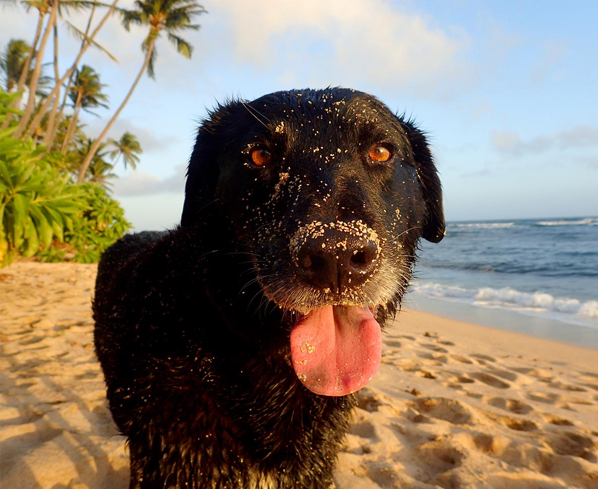 犬連れに人気のハワイの公園がペット規制。反対の声が相次ぐ