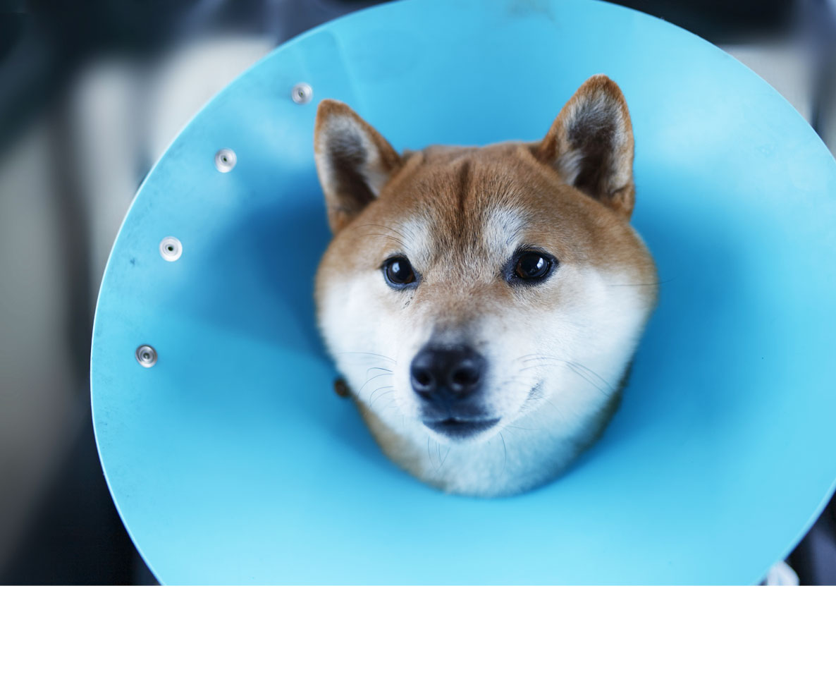 迷子ペットの飼い主を狙った詐欺。AIを悪用した手口に注意