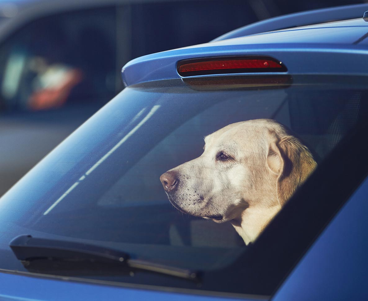 真夏にペットが車内に閉じ込められていたら窓を割ってもOK