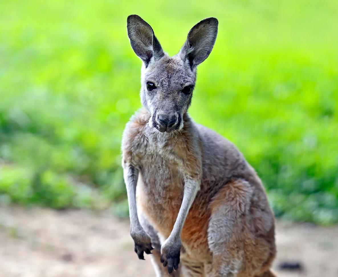 オムツを履いたカンガルーが動物園から脱走し行方不明