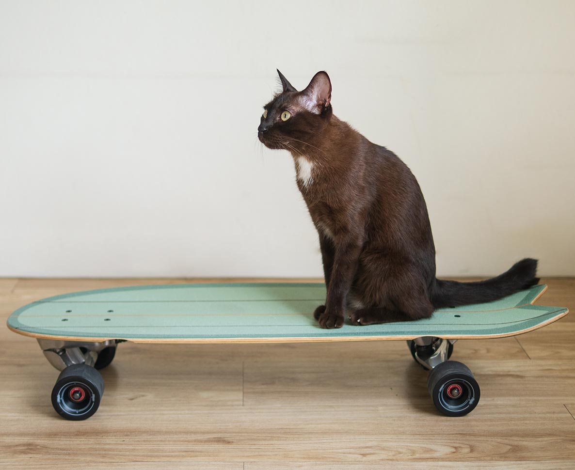スケートボードに乗るのが大好きな猫