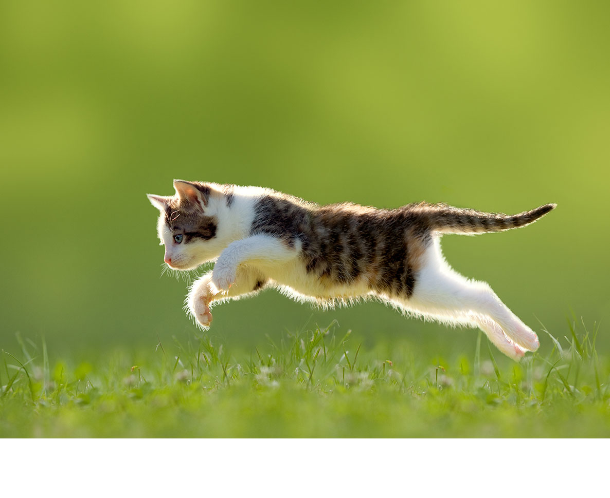 世界を魅了する米国フィギュアスケーター、愛猫には見向きもされず