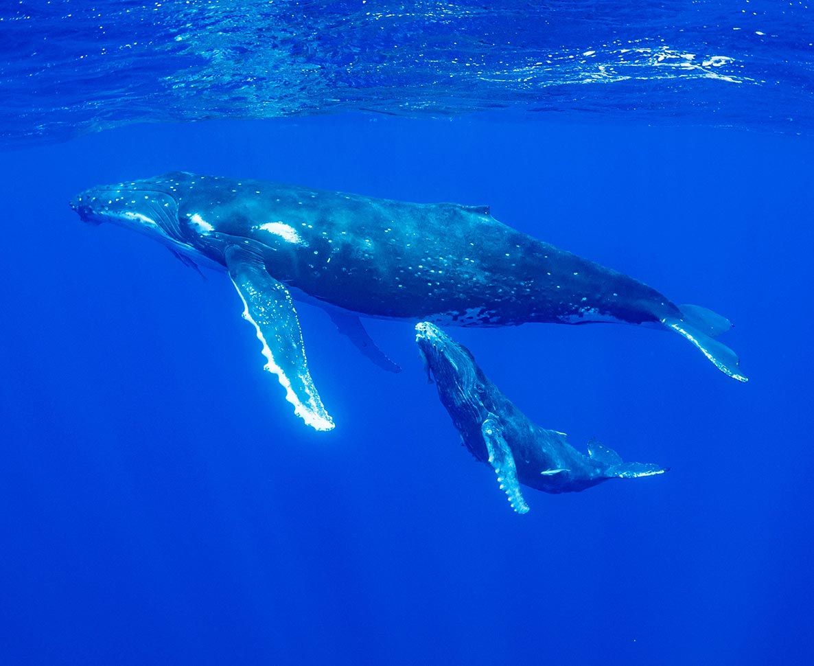 歴史的快挙ともいえる貴重映像。母クジラの出産を仲間たちがサポート