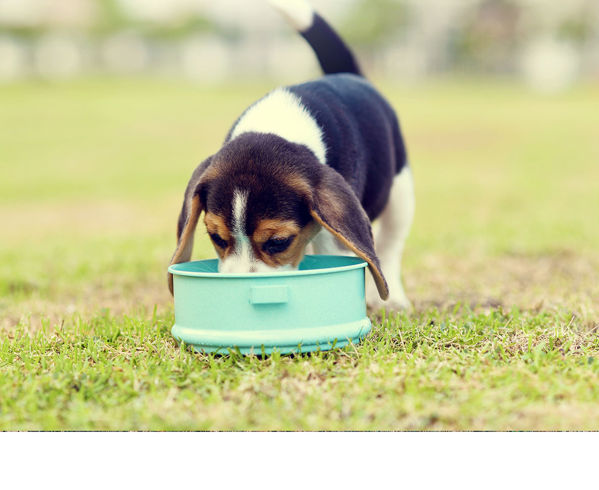 NYでペットに欠かせないあるものが非課税に