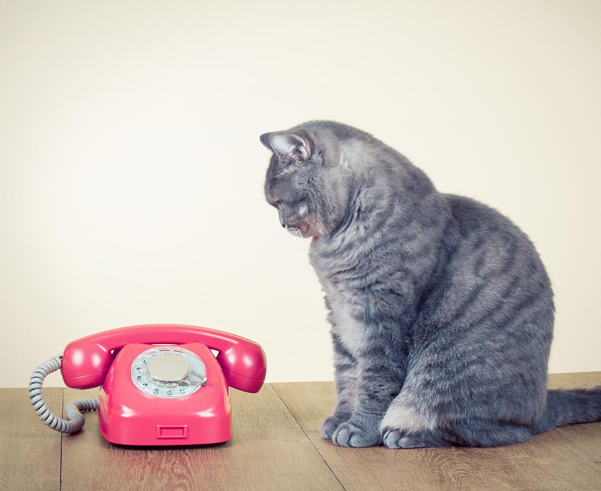 留守番中のペットが飼い主に電話をかけられる時代に