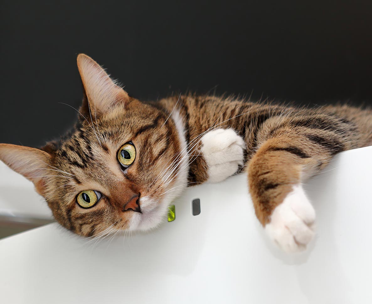 冷蔵庫をこじ開けようとするギャングな猫