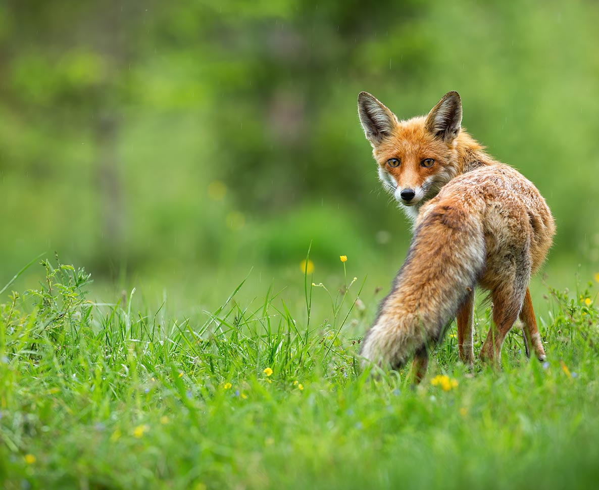 嵐のなかで助けた野生キツネが甘えん坊で離れない