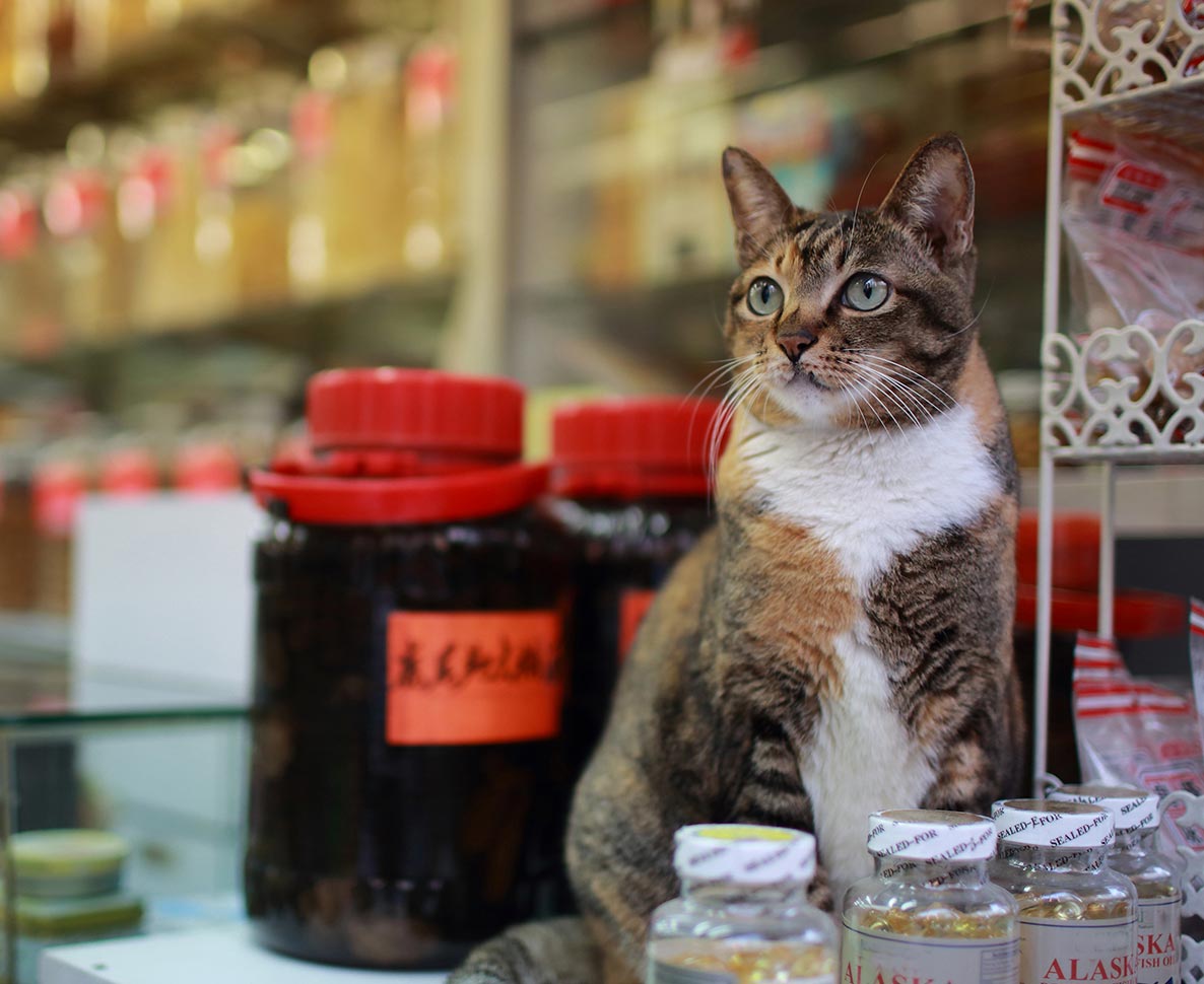 NY市の大きな魅力「ボデガ・キャッツ」とは？
