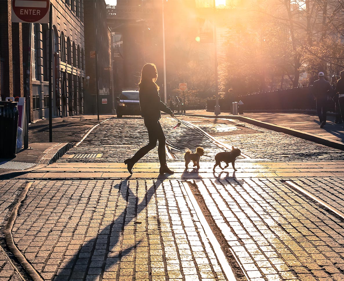 「犬好き」を活かし、副業で月に100万円稼ぐニューヨーカー