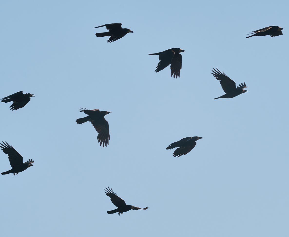 スウェーデンでカラスが道路の「そうじ係」として活躍？