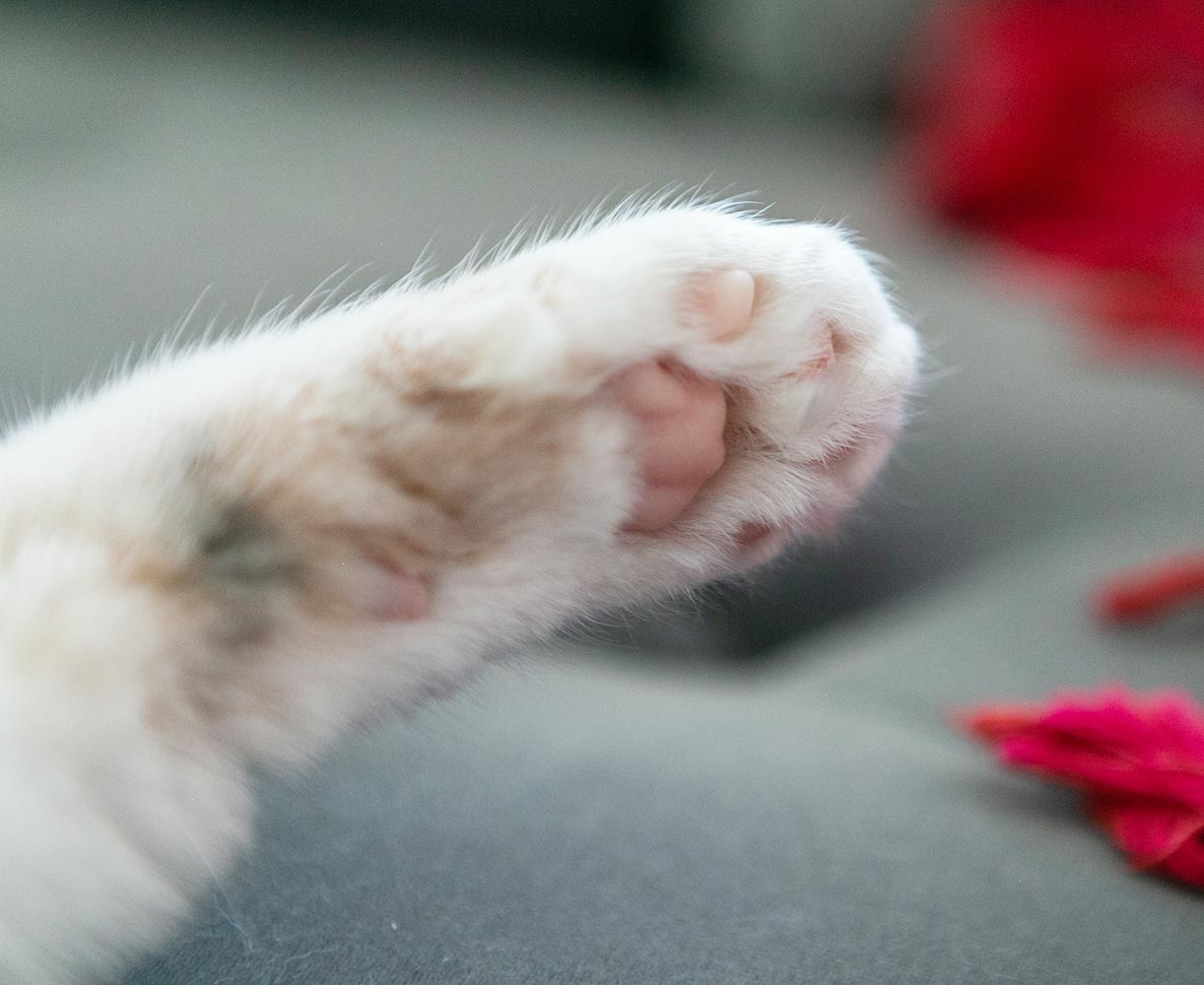 足指の本数の多さでギネス記録の猫。いったい何本指で歩いているの？