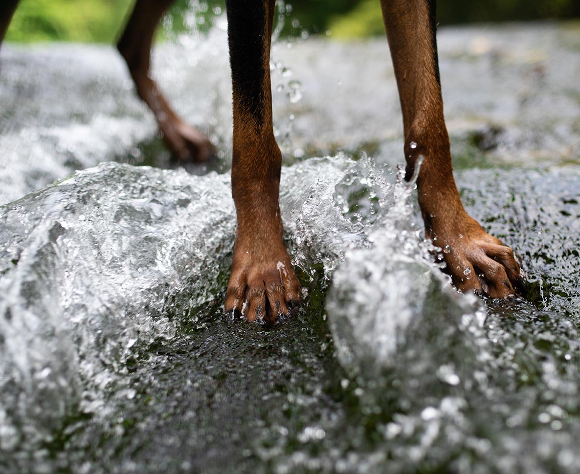 落ちた犬を追って滝へ、女性と犬の奇跡の救出劇